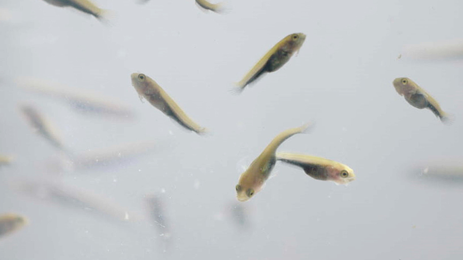 魚(yú)苗.jpg